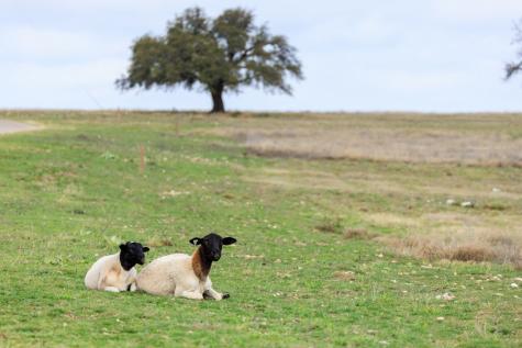Lot 27 Dancing Sun Road Fredericksburg TX 78624