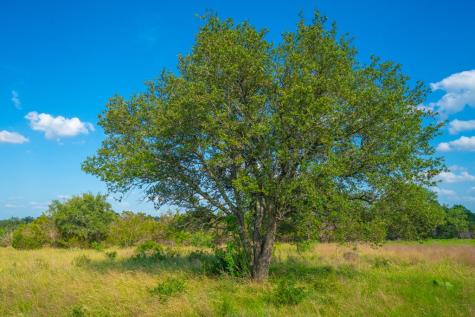 Tract 13 Wine Trail Drive Johnson City TX 78636