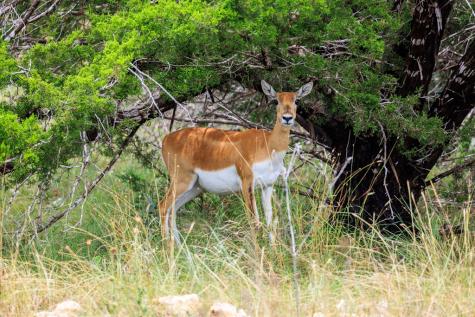 Lot 41 Buckskin Path Fredericksburg TX 78624