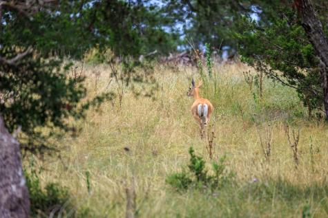 Lot 41 Buckskin Path Fredericksburg TX 78624
