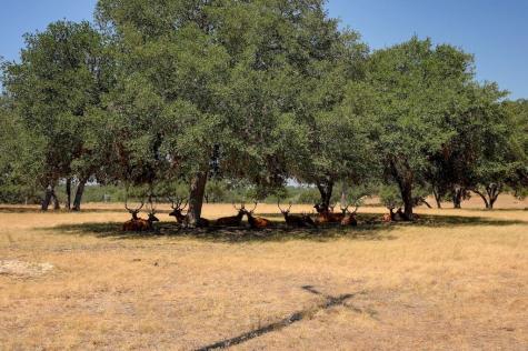 Lot 57 Red Stag Lane Pipe Creek TX 78063