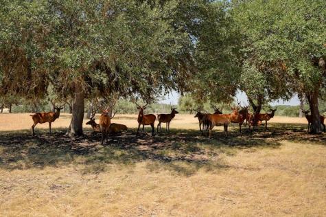 Lot 57 Red Stag Lane Pipe Creek TX 78063