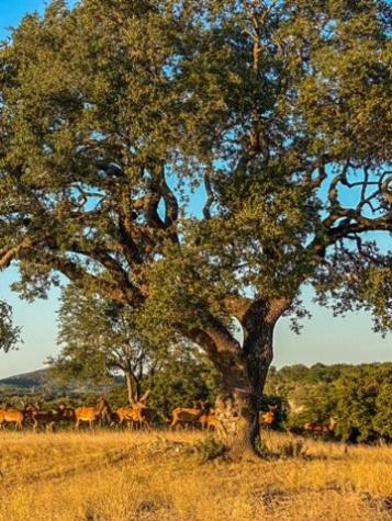Lot 57 Red Stag Lane Pipe Creek TX 78063
