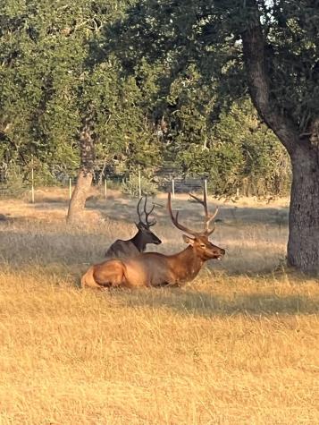Lot 57 Red Stag Lane Pipe Creek TX 78063
