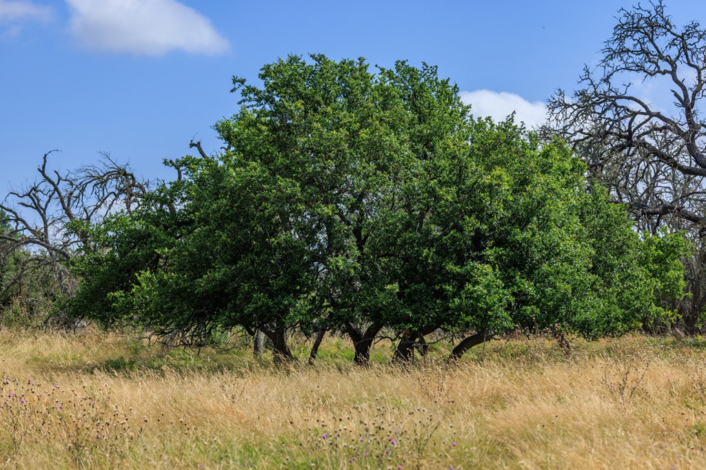 436 Stevens Ranch Road Harper TX 78631