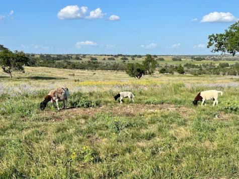 Lot 25 Badger Ridge Road Fredericksburg TX 78624