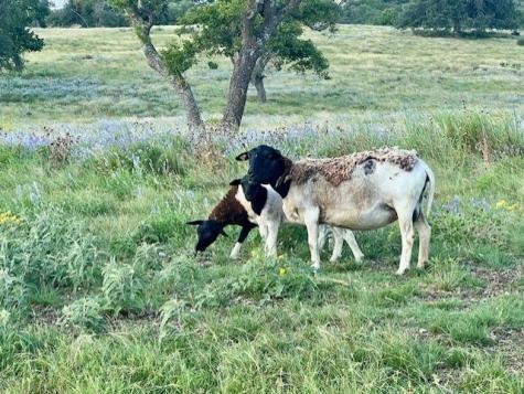 Lot 25 Badger Ridge Road Fredericksburg TX 78624