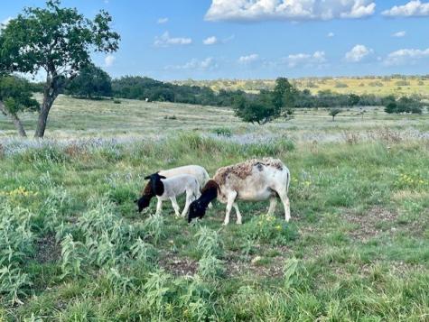 Lot 25 Badger Ridge Road Fredericksburg TX 78624