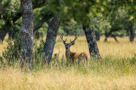 Lot 88 Stock Pond Drive Harper TX 78631