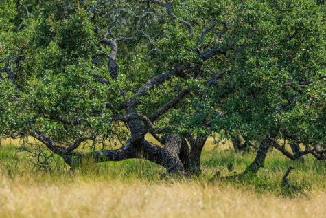 Lot 88 Stock Pond Drive Harper TX 78631