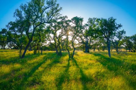Tract 5 Wine Trail Drive Johnson City TX 78636