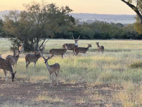 423 Meusebach Creek Road Fredericksburg TX 78624