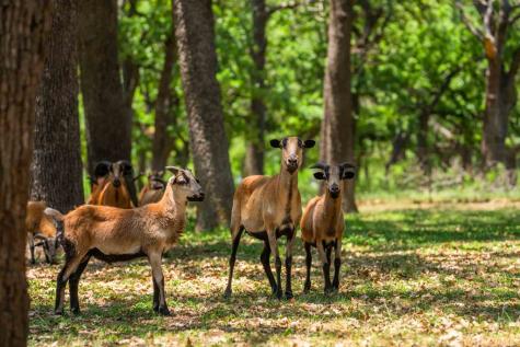 221 Pyka Road Fredericksburg TX 78624