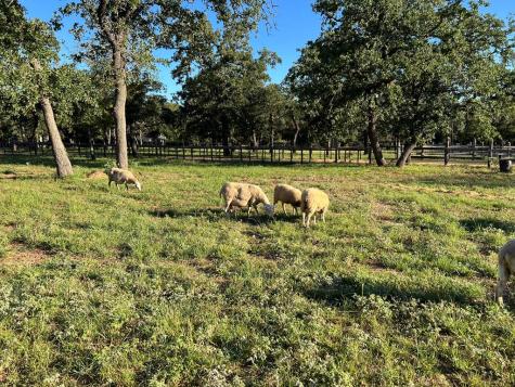2747 Lower Crabapple Road Fredericksburg TX 78624