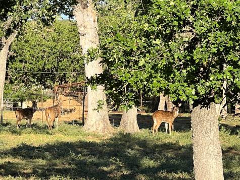2747 Lower Crabapple Road Fredericksburg TX 78624