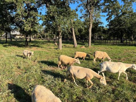 2747 Lower Crabapple Road Fredericksburg TX 78624