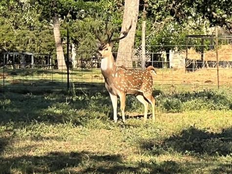 2747 Lower Crabapple Road Fredericksburg TX 78624