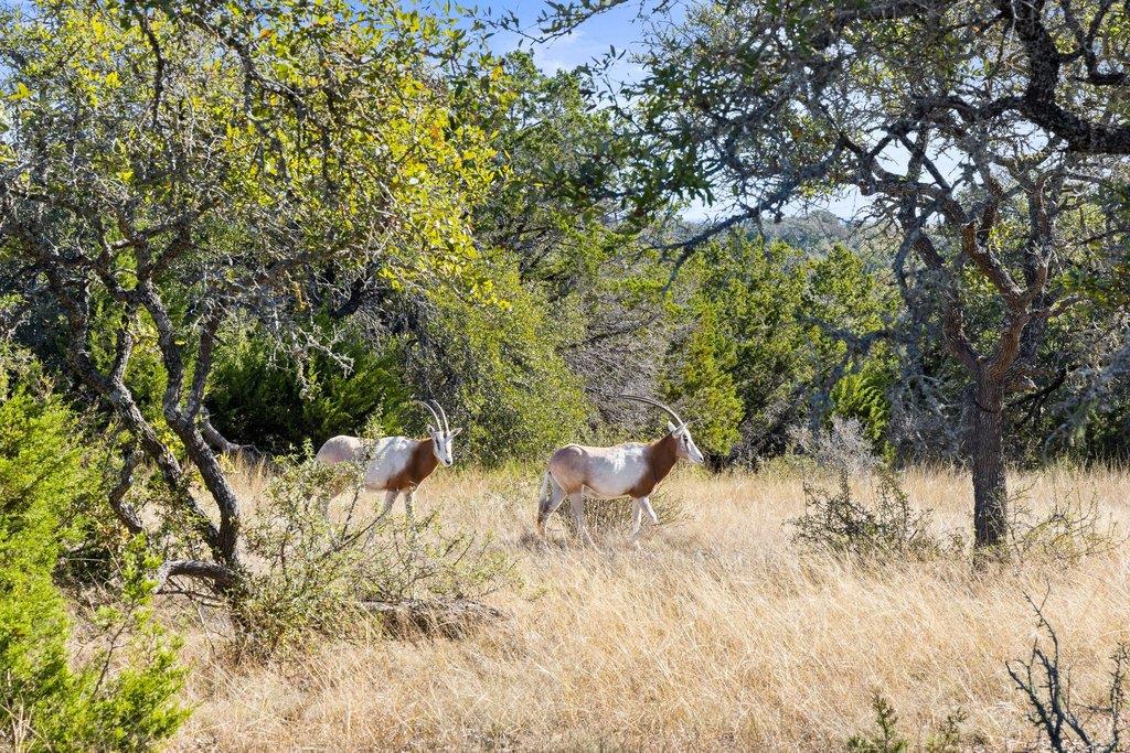 1292 Upper Turtle Creek Road Kerrville TX 78028