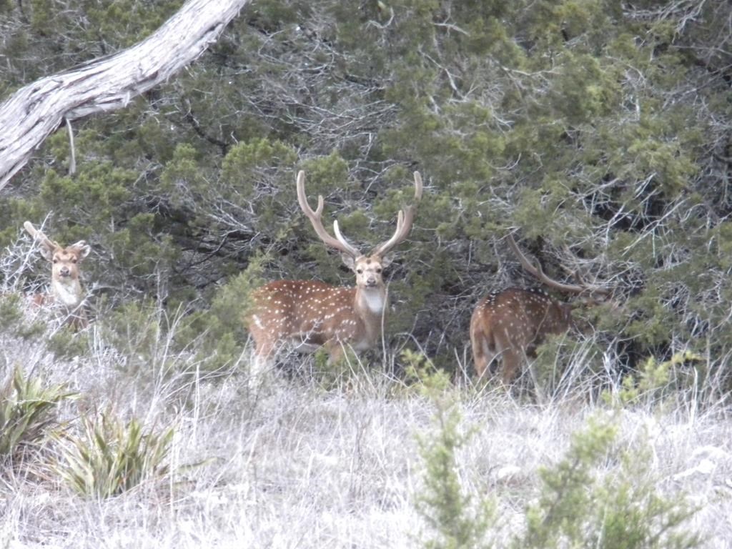 174 Cedar Rock Trail Hunt TX 78024
