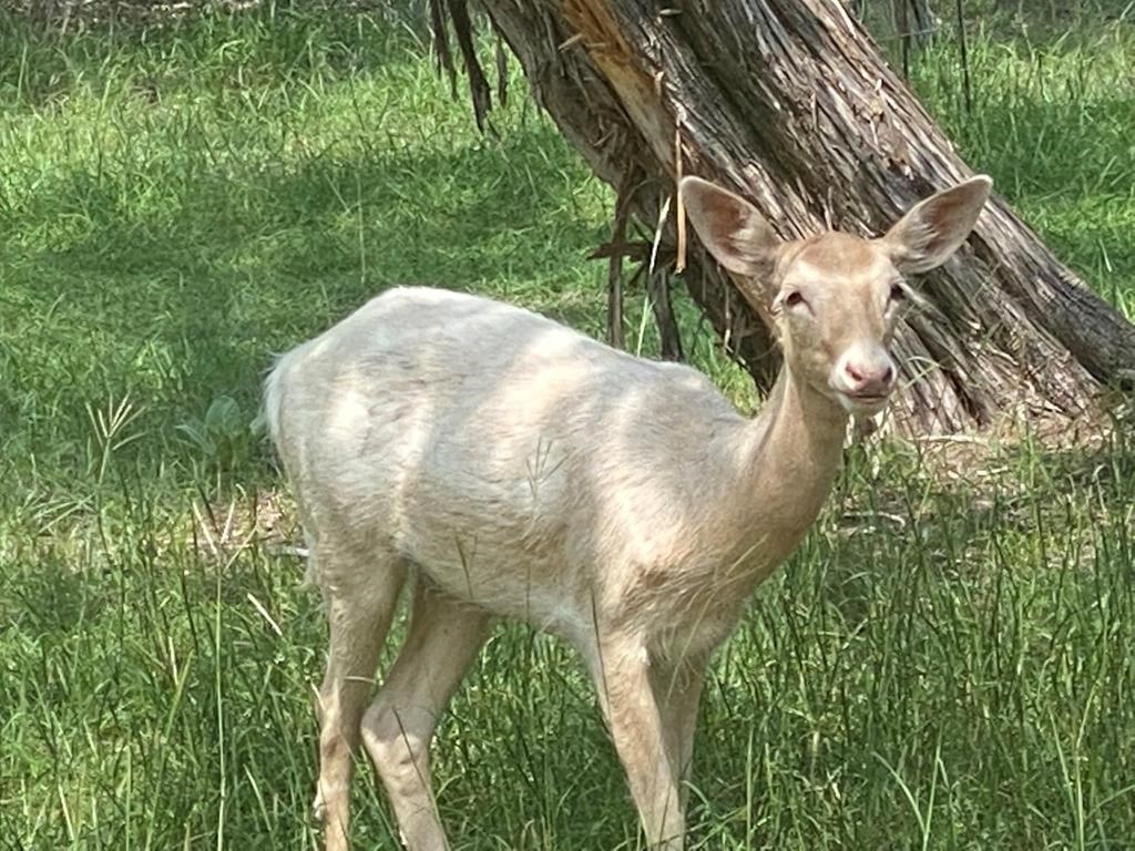 174 Cedar Rock Trail Hunt TX 78024