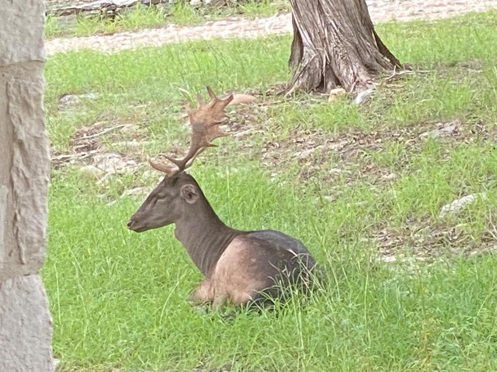 174 Cedar Rock Trail Hunt TX 78024