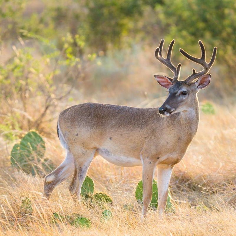 174 Cedar Rock Trail Hunt TX 78024
