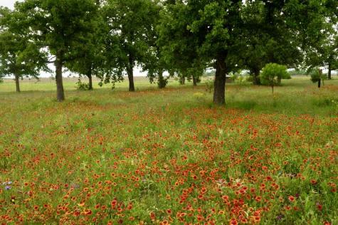 327 S Stag Trail Fredericksburg TX 78624