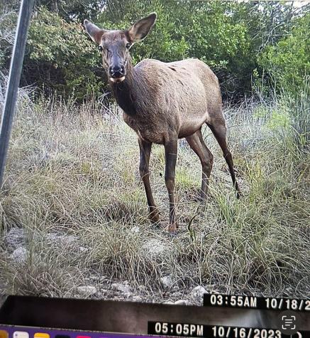 97 Coleman Springs Boerne TX 78006