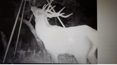 97 Coleman Springs Boerne TX 78006