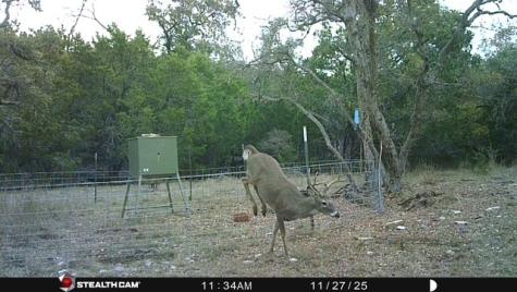 1956 Kc 373 London TX 76854