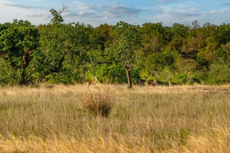 862 Grape Creek Road Fredericksburg TX 78624