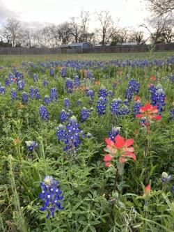 303 Walnut Street Fredericksburg TX 78624