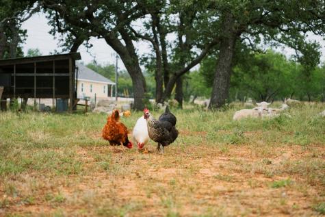 271 Smokehouse Road Fredericksburg TX 78624