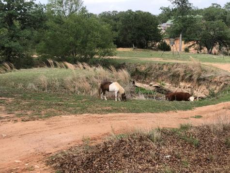 661 Sandy Lane Fredericksburg TX 78624