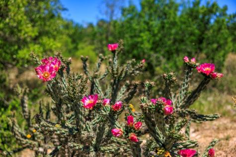 256 Persimmon Point Mason TX 76856