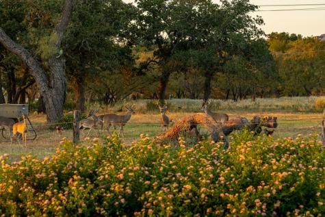 271 Smokehouse Road Fredericksburg TX 78624