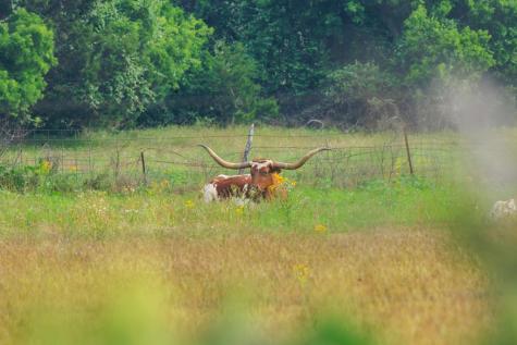 514 Knopp School Road Fredericksburg TX 78624