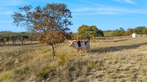 521 Bluff Creek Road Center Point TX 78010