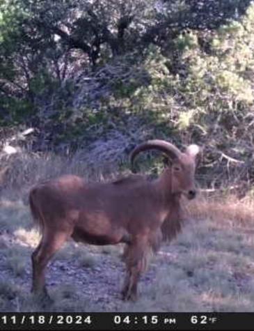 180 Bee Hive Road Hunt TX 78024