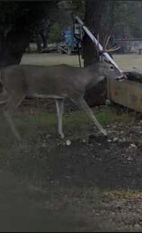 180 Bee Hive Road Hunt TX 78024