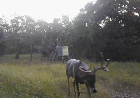 180 Bee Hive Road Hunt TX 78024