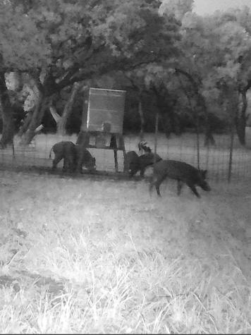 180 Bee Hive Road Hunt TX 78024