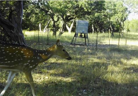 180 Bee Hive Road Hunt TX 78024