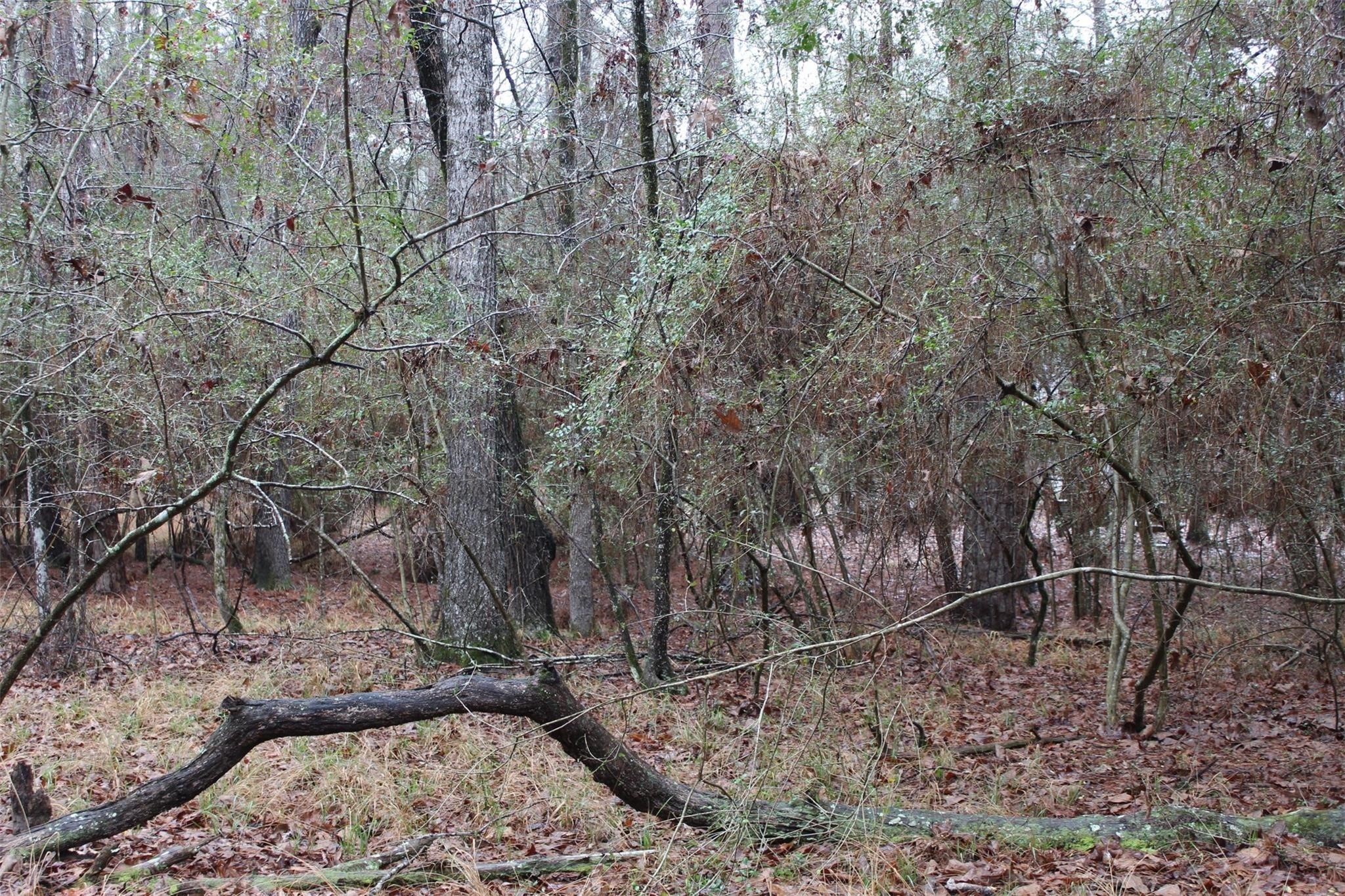 Lot 6 Magnolia Court Trinity TX 75862