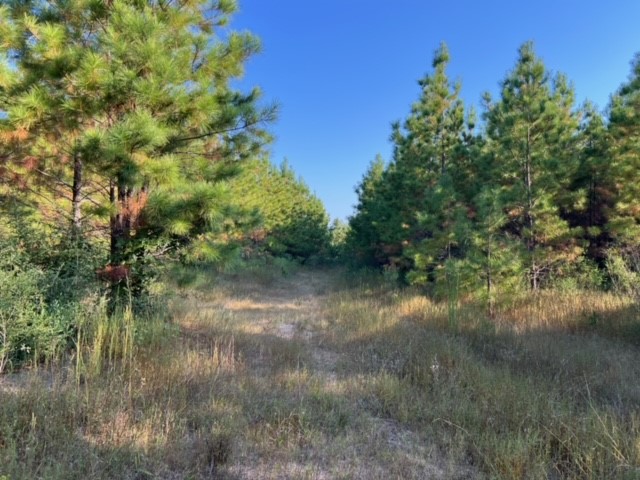 290 Red Hollow Livingston TX 77351