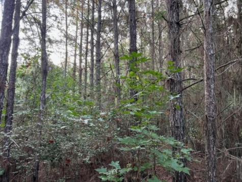 290 Red Hollow Livingston TX 77351