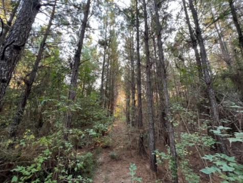 290 Red Hollow Livingston TX 77351