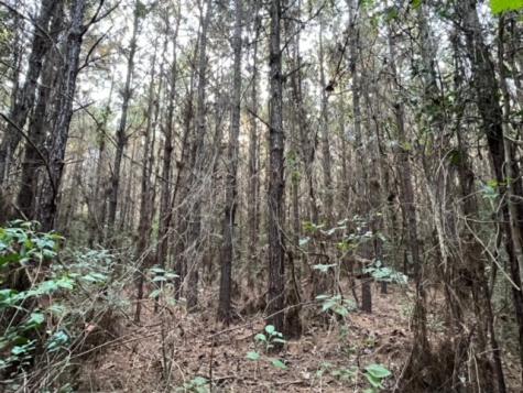 290 Red Hollow Livingston TX 77351