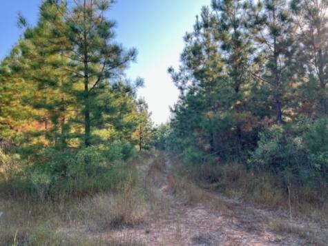 290 Red Hollow Livingston TX 77351