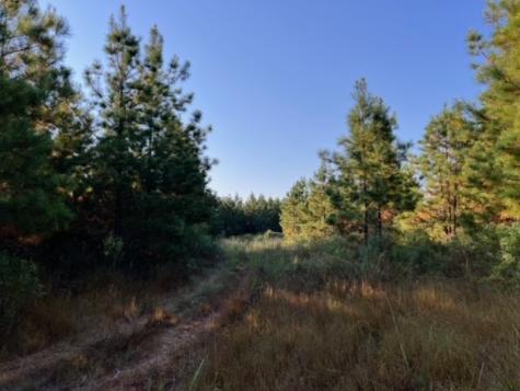 290 Red Hollow Livingston TX 77351